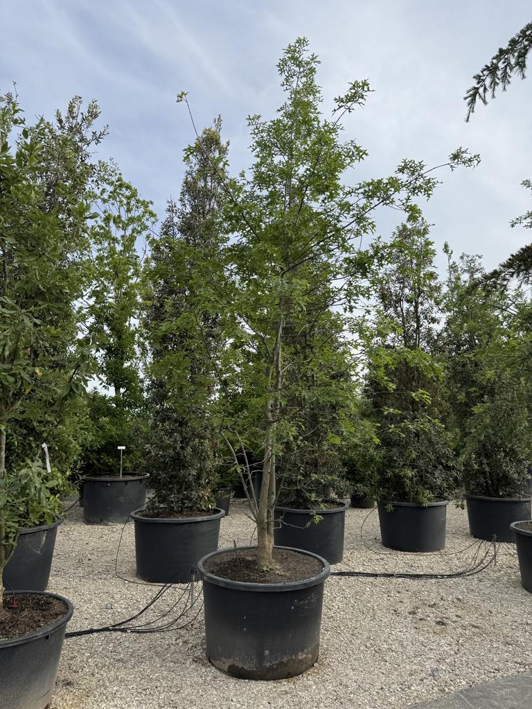 Quercus nutalli