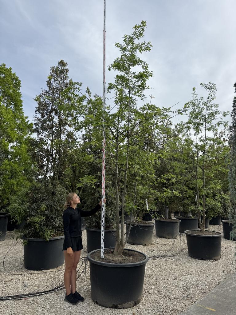 Quercus nutalli
