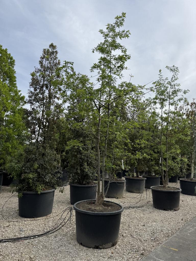 Quercus nutalli