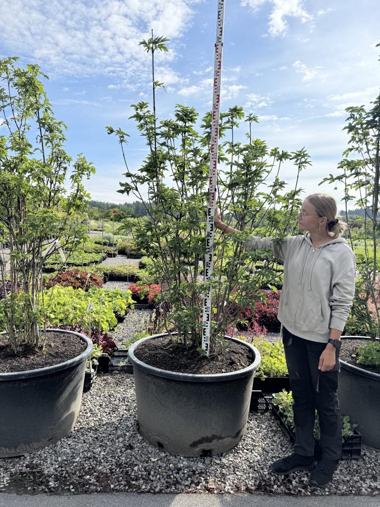 Staphylea pinnata