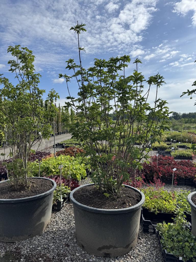 Staphylea pinnata