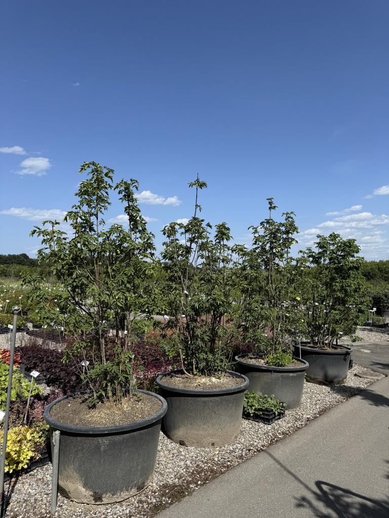 Staphylea pinnata