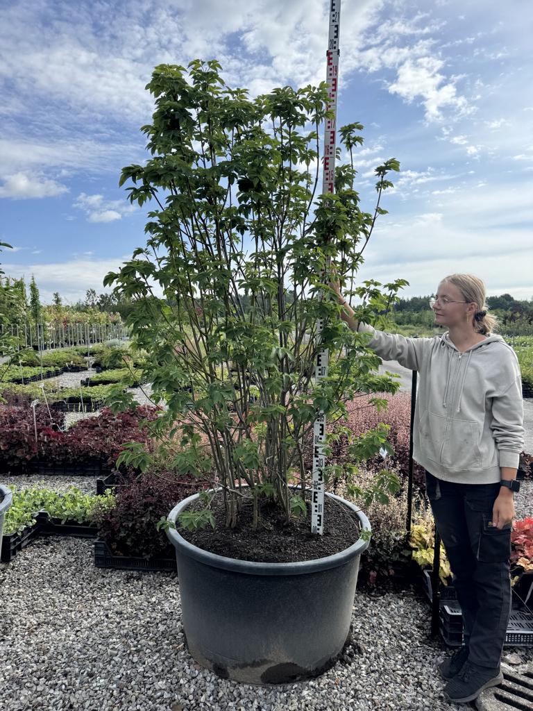 Staphylea pinnata