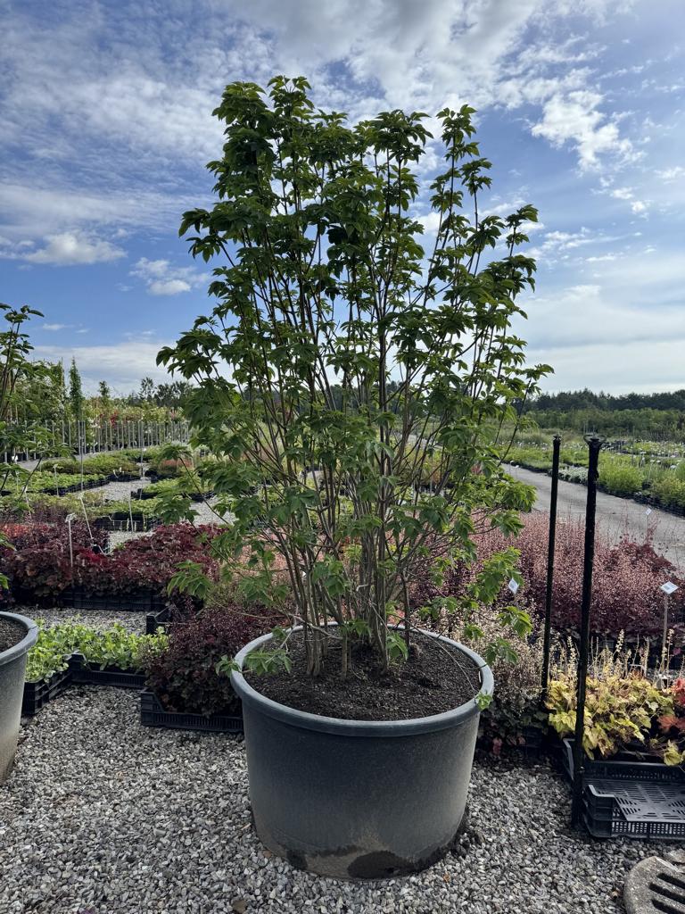 Staphylea pinnata