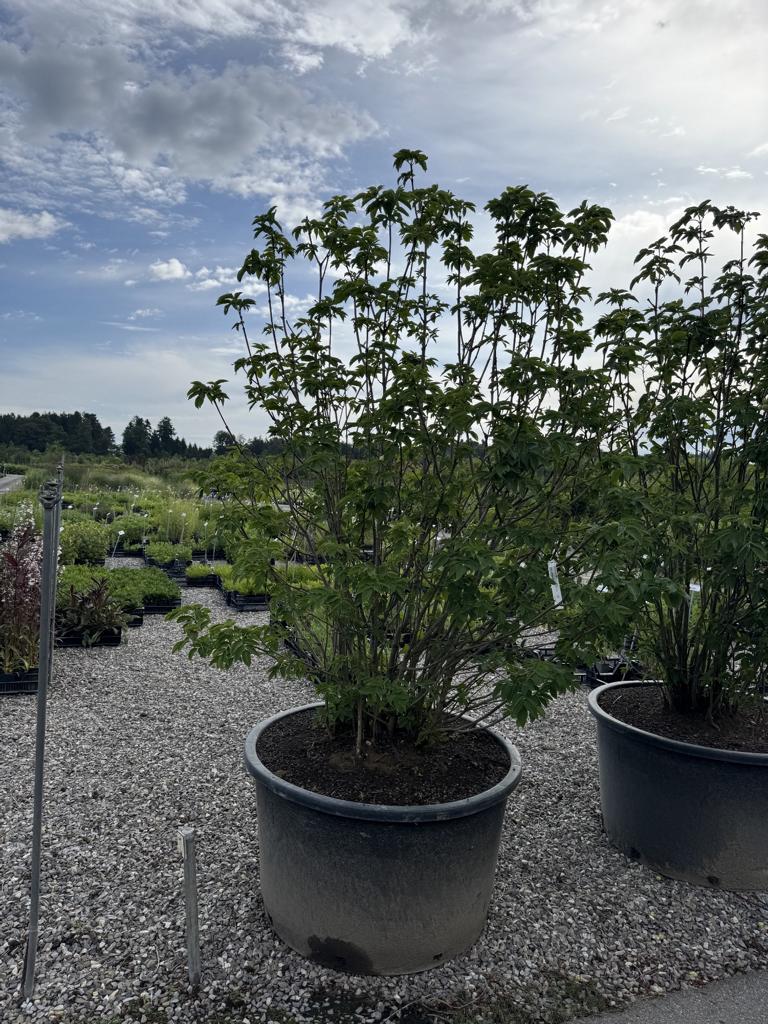 Staphylea pinnata
