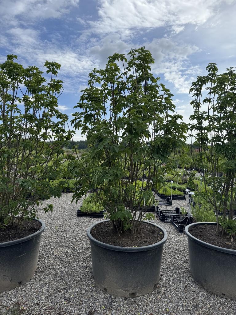 Staphylea pinnata