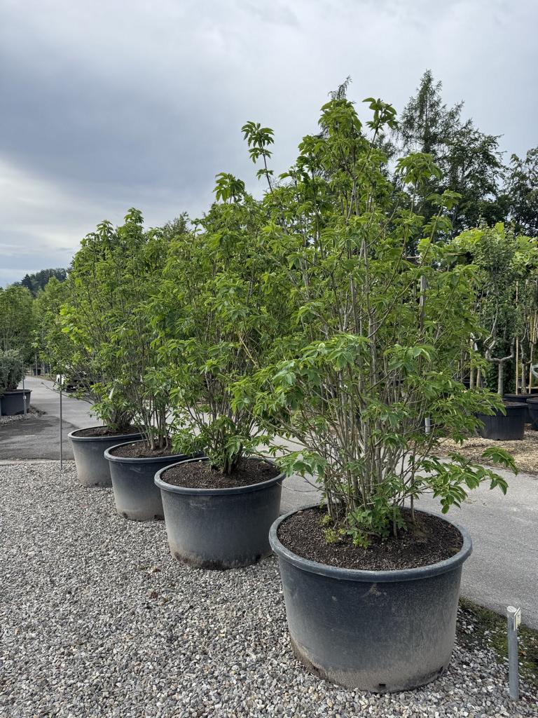 Staphylea pinnata