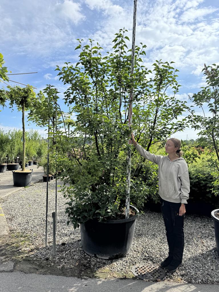 Syringa vulgaris 'Charles Joly'