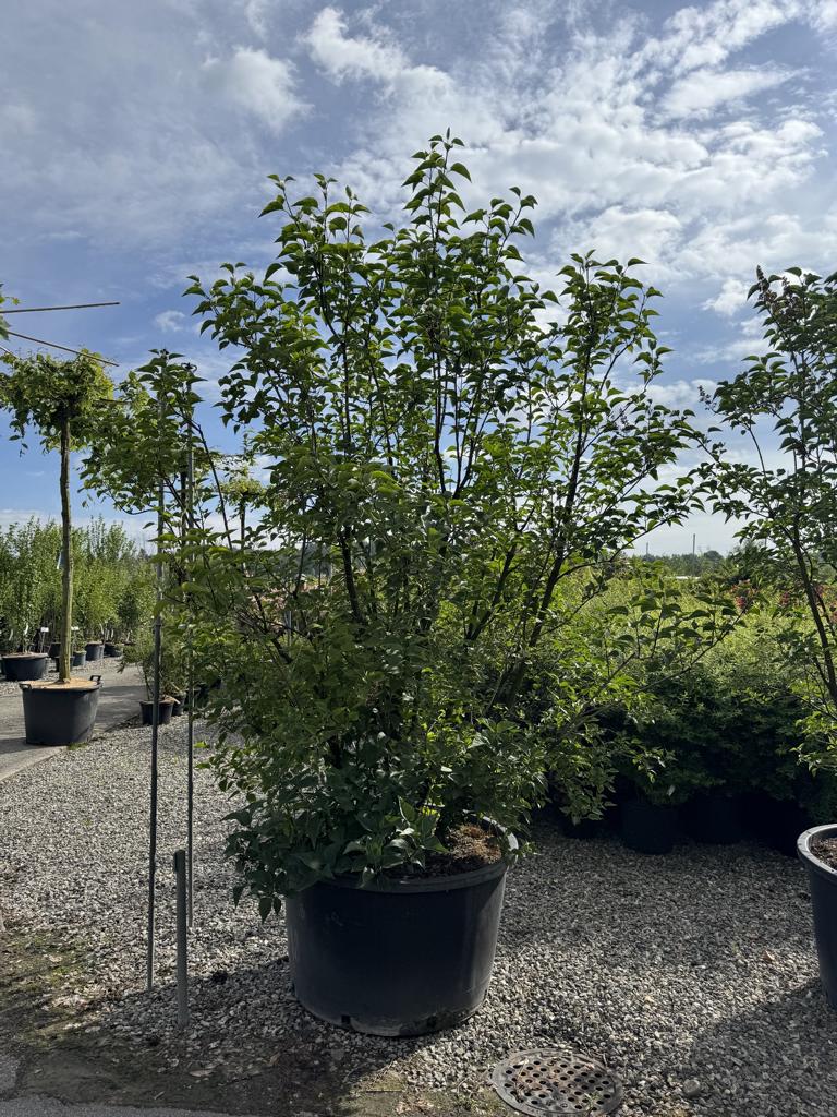 Syringa vulgaris 'Charles Joly'