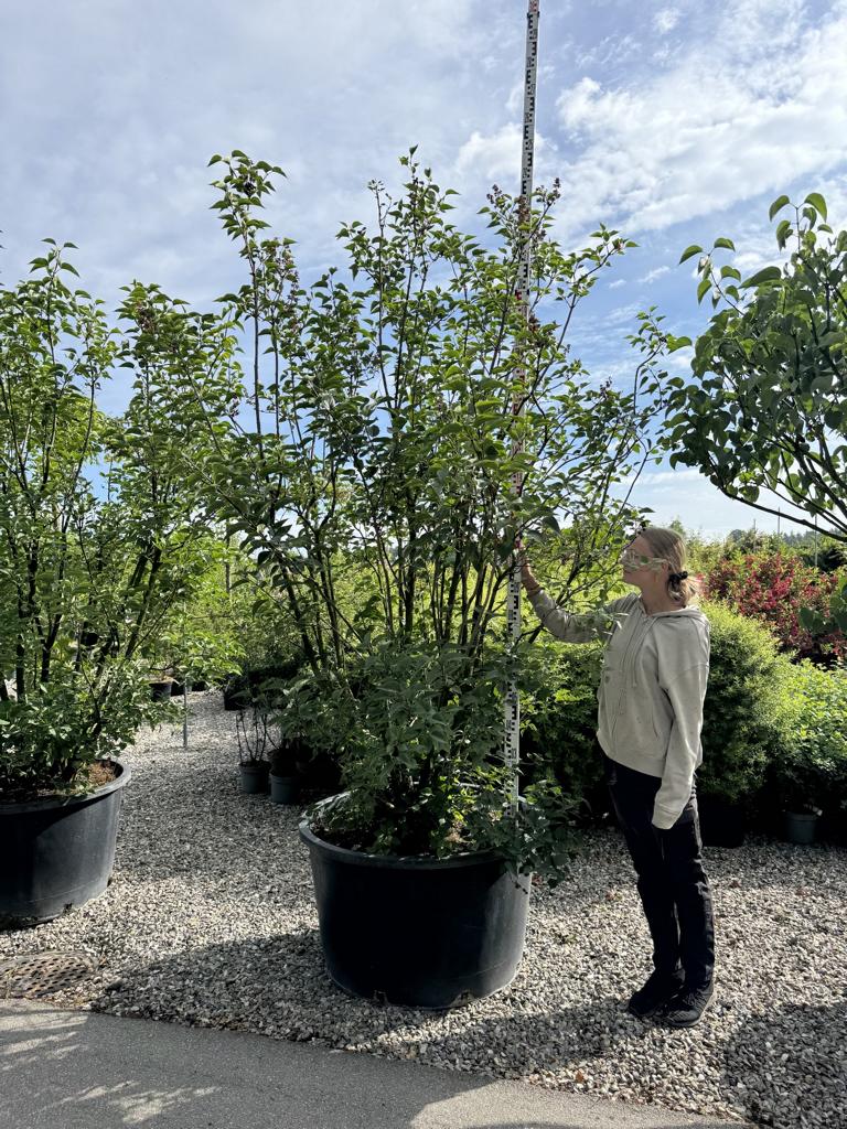 Syringa vulgaris 'Charles Joly'