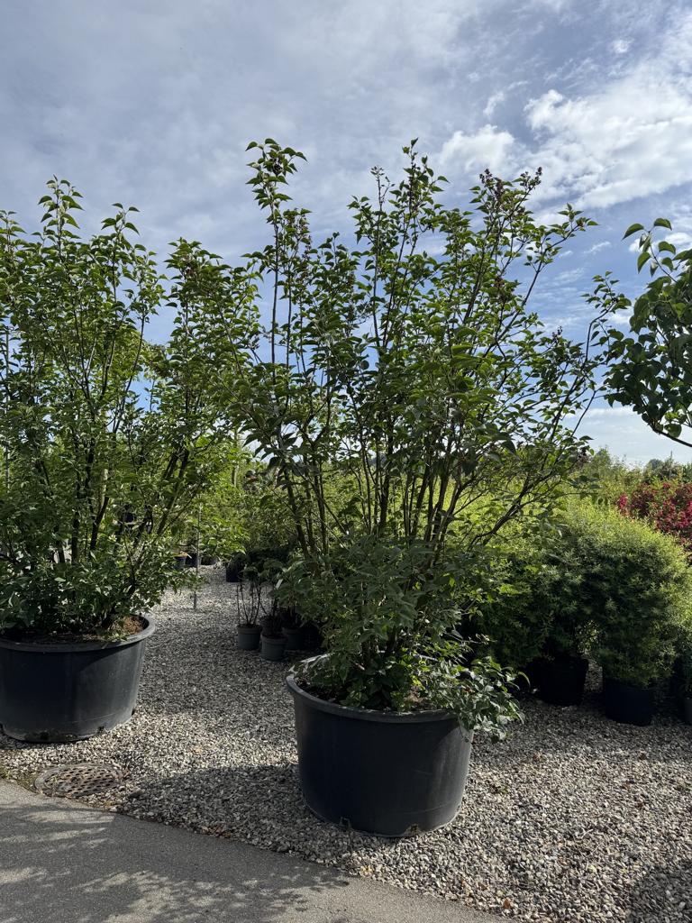 Syringa vulgaris 'Charles Joly'