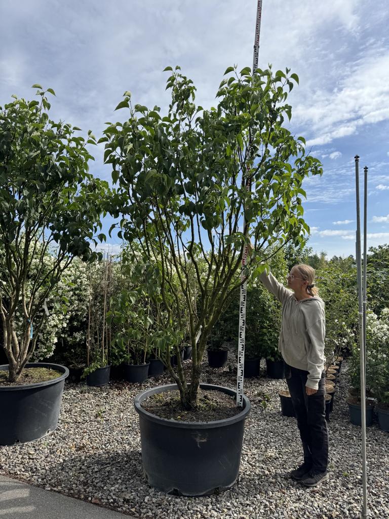 Syringa vulgaris 'Mme Lemoine'