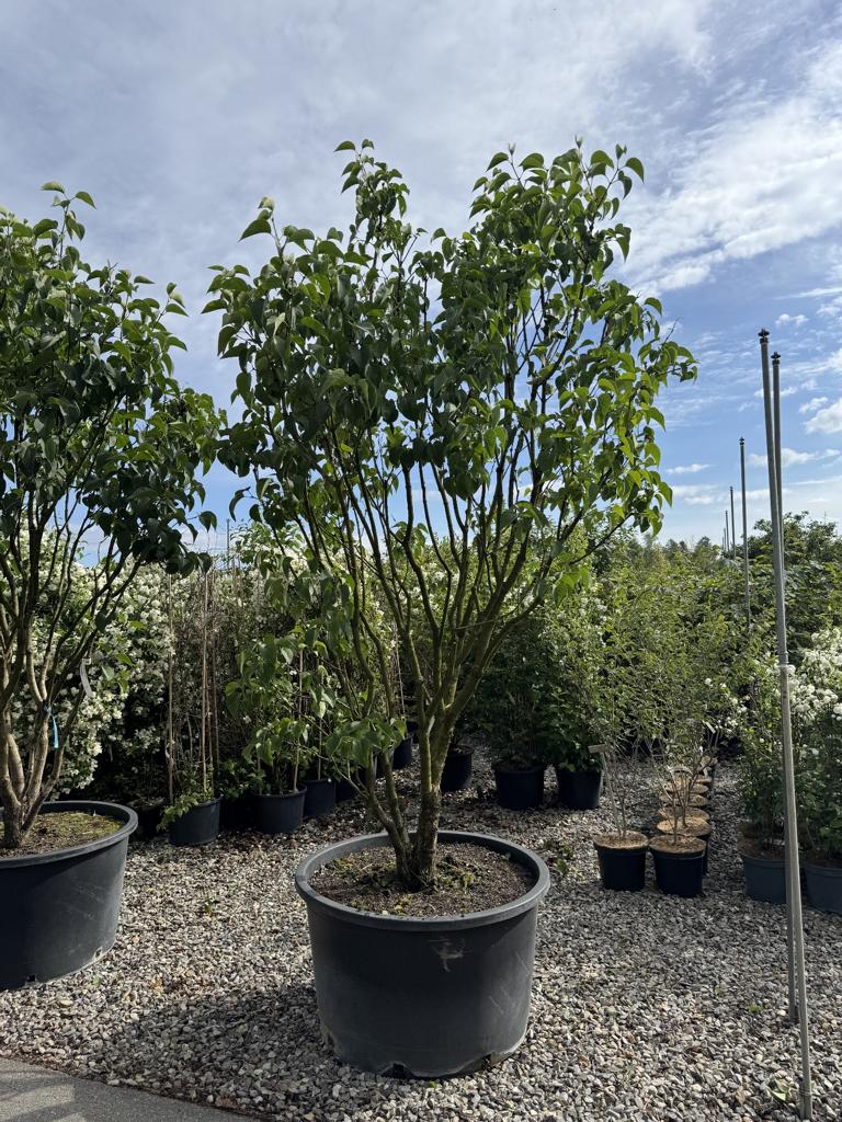 Syringa vulgaris 'Mme Lemoine'