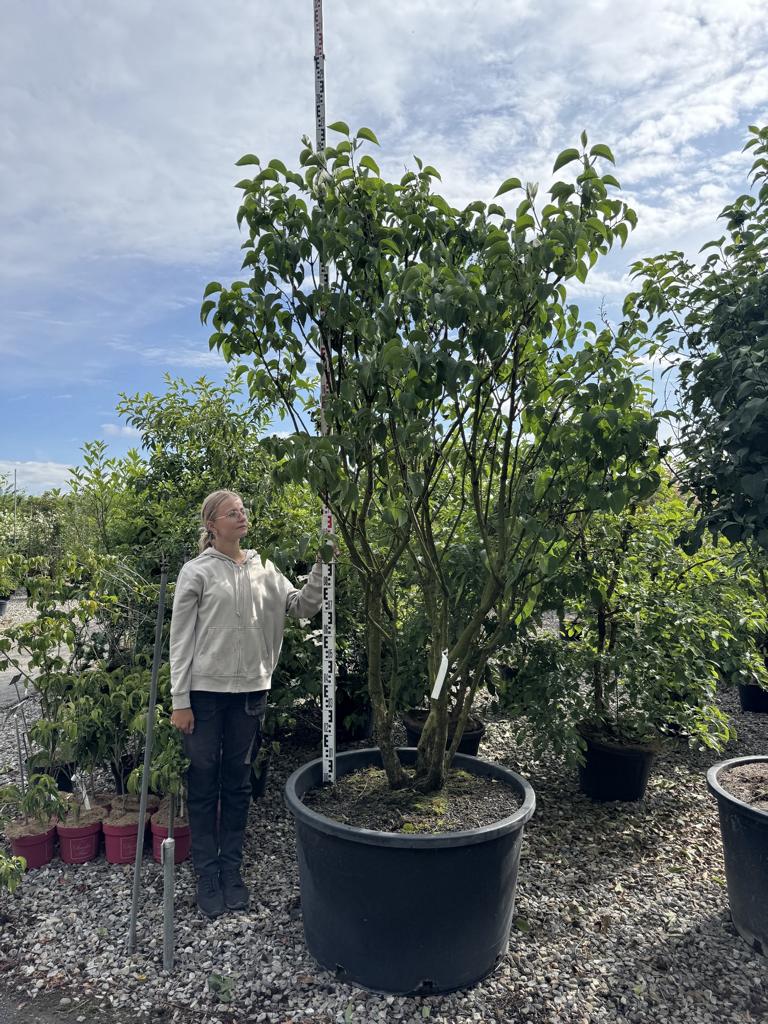 Syringa vulgaris 'Mme Lemoine'