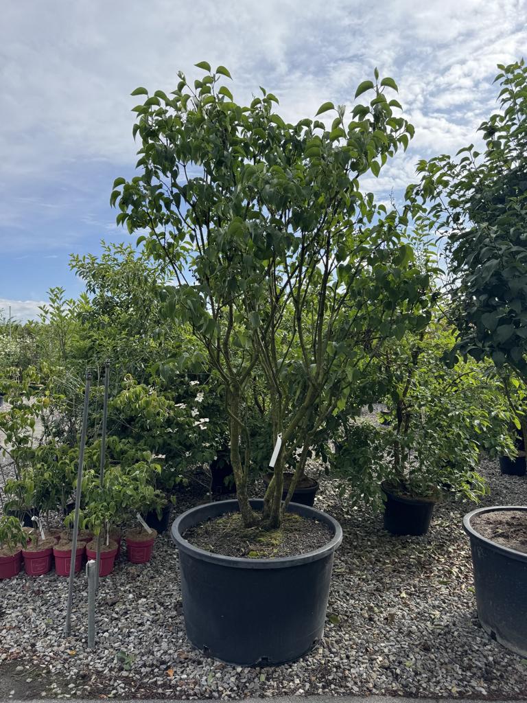 Syringa vulgaris 'Mme Lemoine'