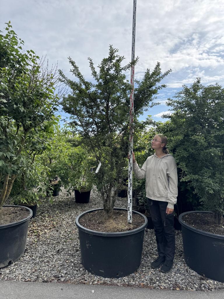Prunus incisa 'Kojou-no-mai'