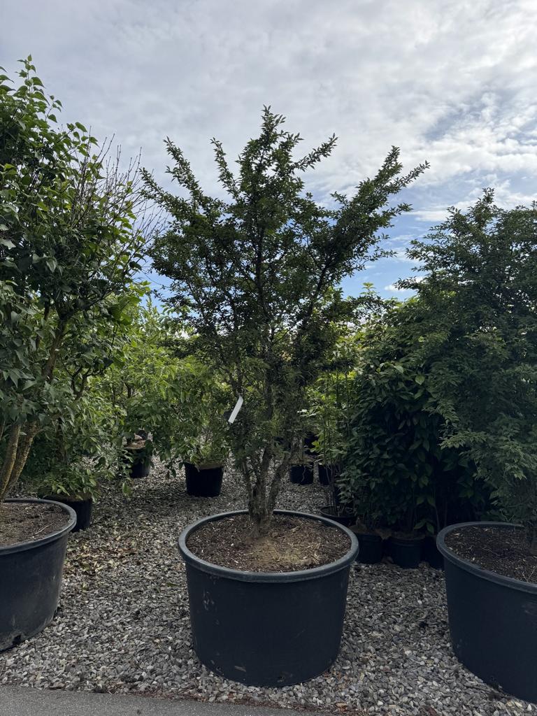 Prunus incisa 'Kojou-no-mai'