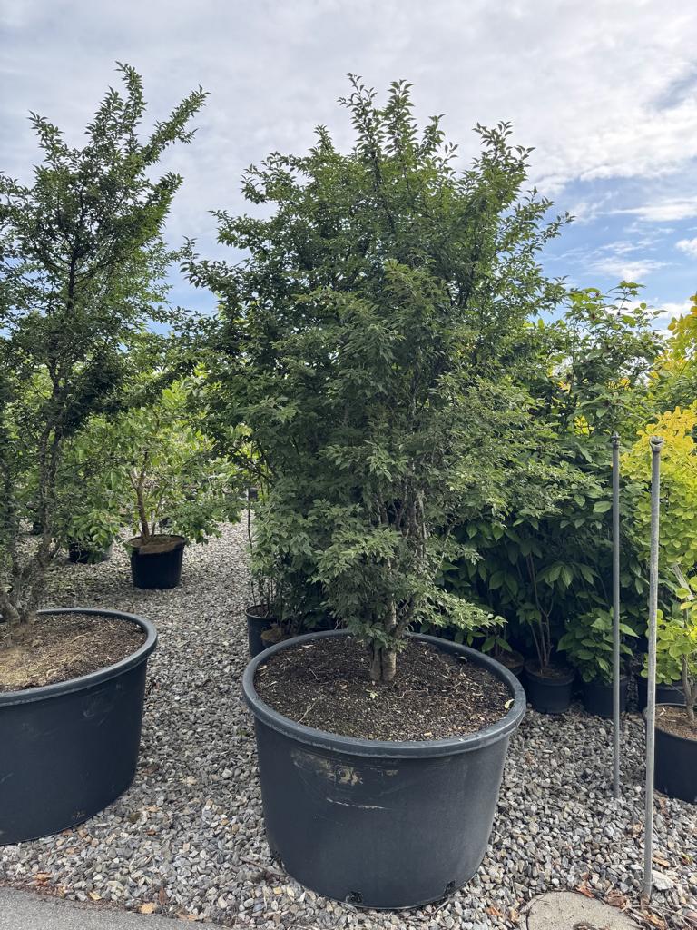 Prunus incisa 'Kojou-no-mai'