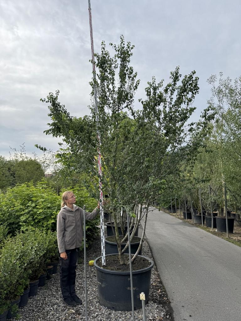 Prunus mahaleb