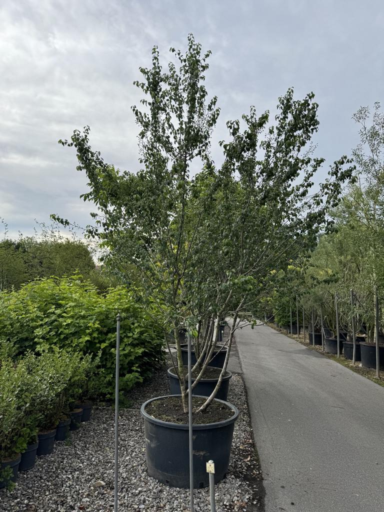 Prunus mahaleb