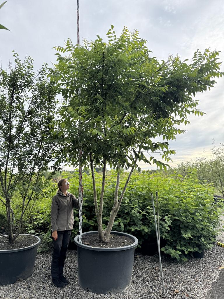 Phellodendron amurense