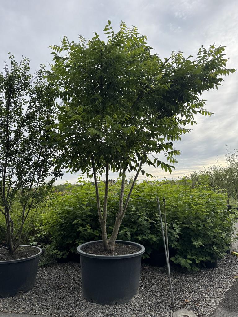 Phellodendron amurense
