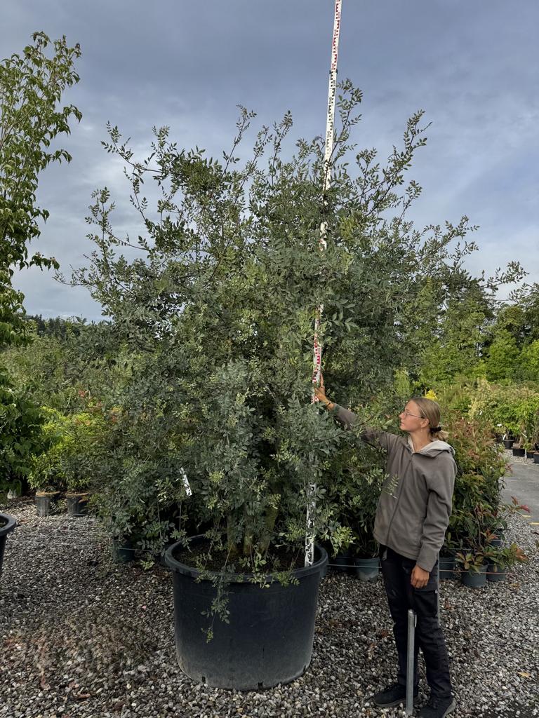 Fraxinus angustifolia