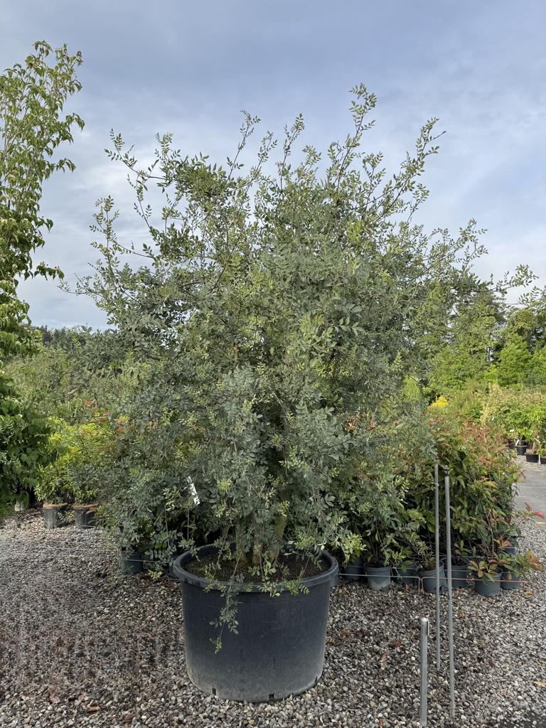 Fraxinus angustifolia