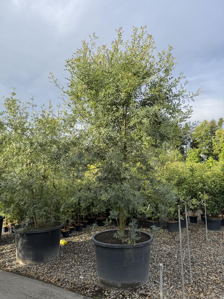 Fraxinus angustifolia