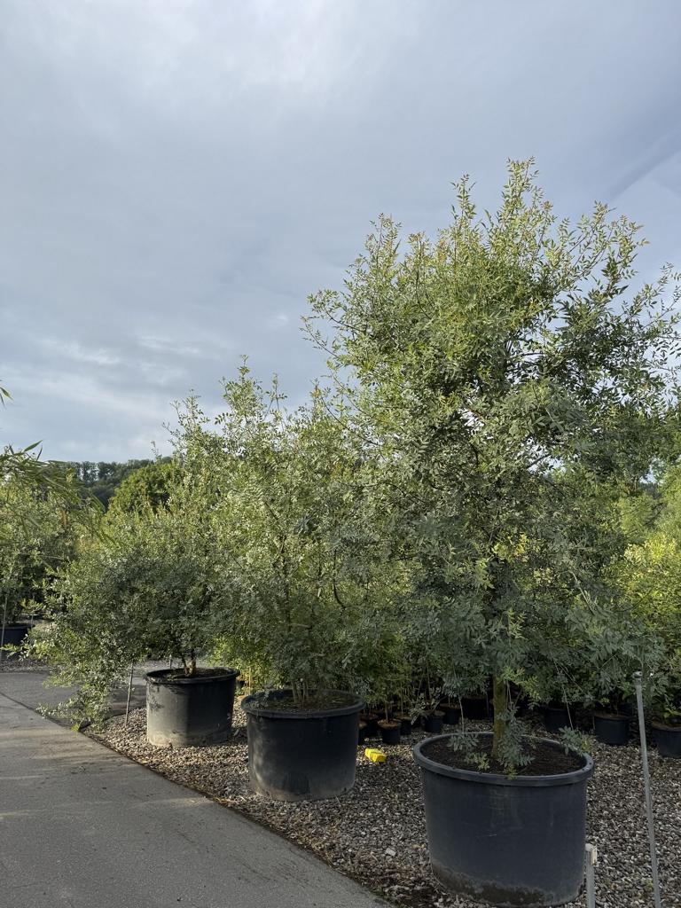 Fraxinus angustifolia
