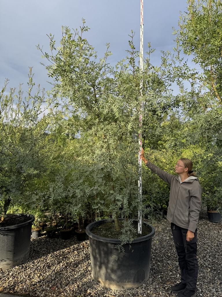 Fraxinus angustifolia
