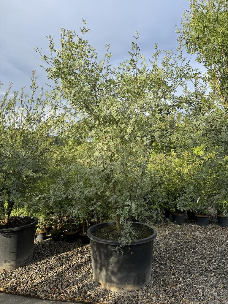 Fraxinus angustifolia