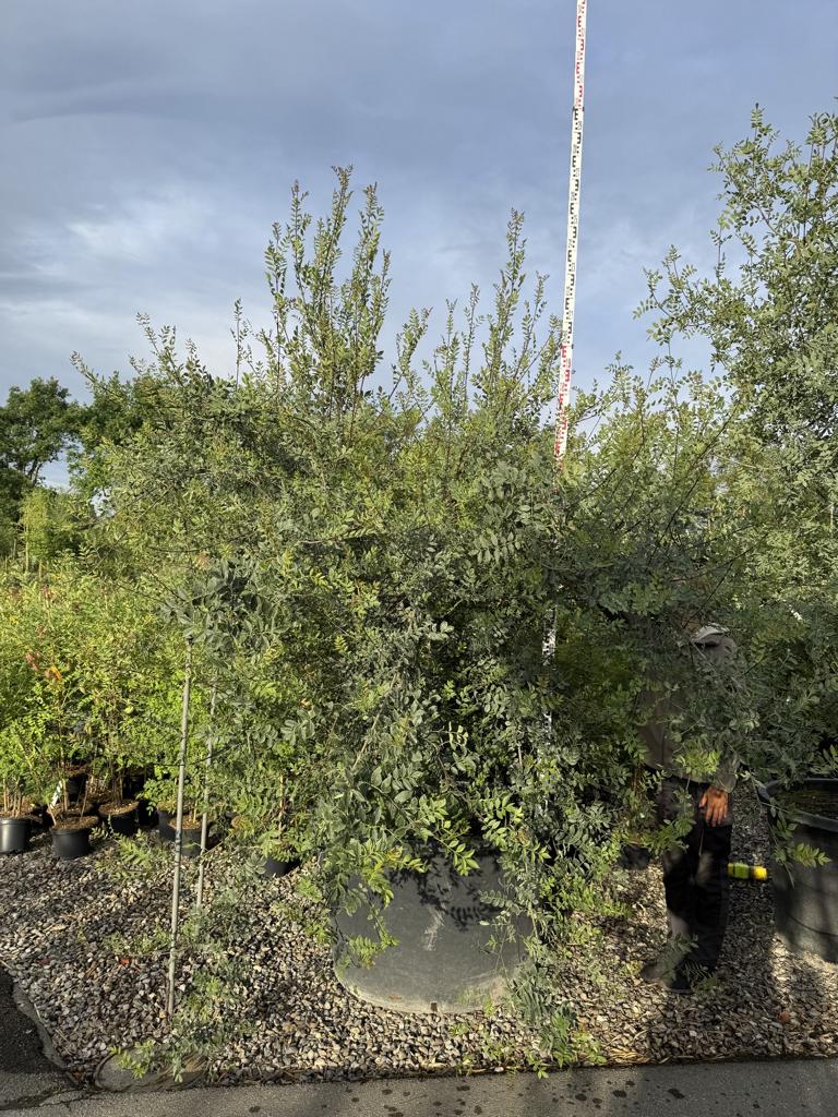 Fraxinus angustifolia