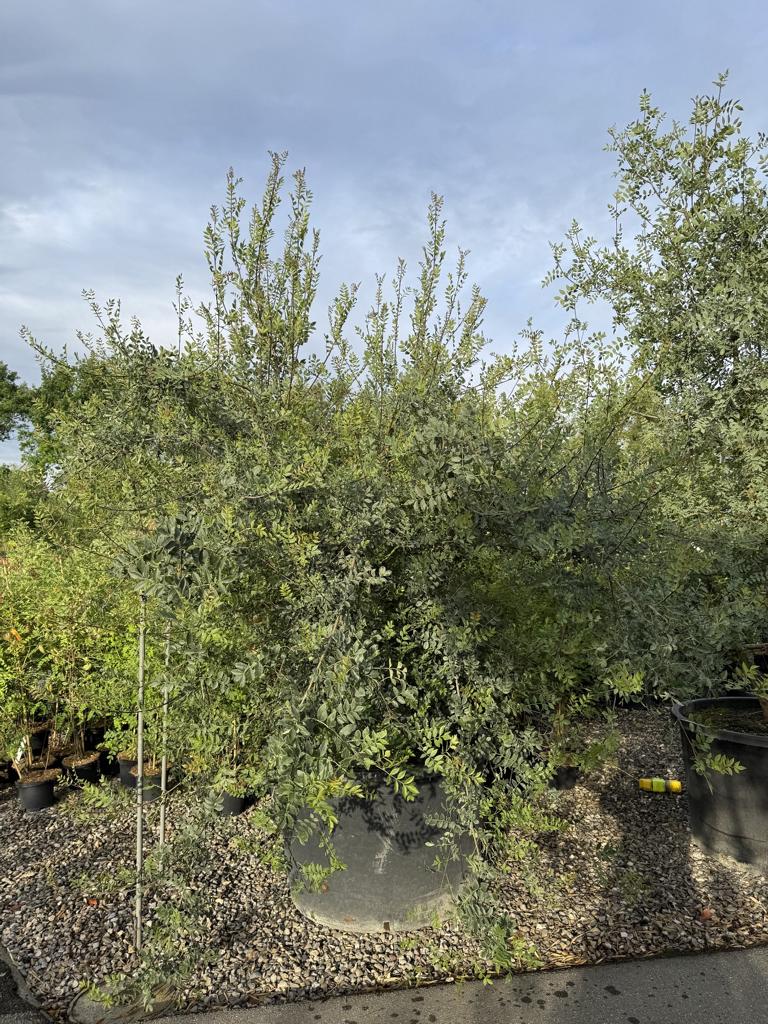 Fraxinus angustifolia