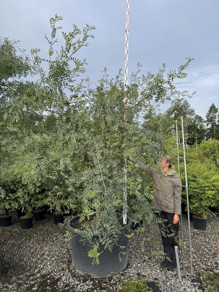 Fraxinus angustifolia