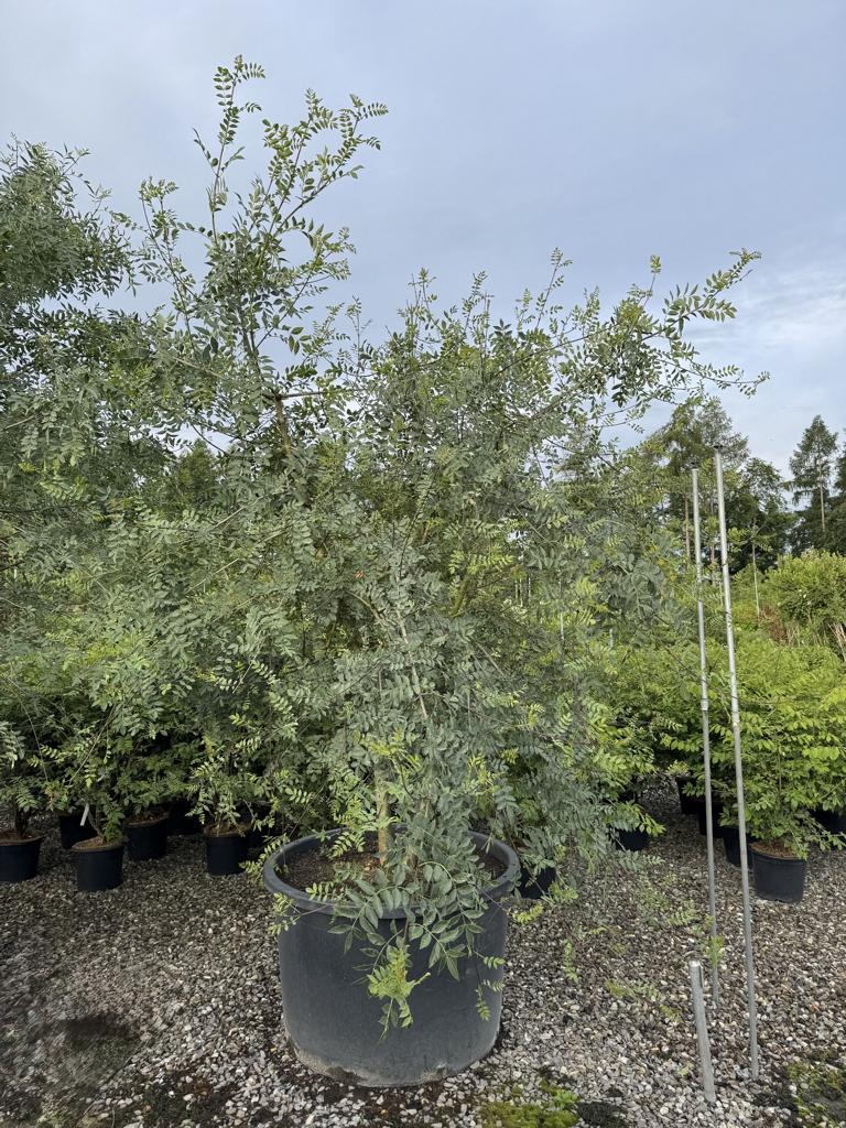 Fraxinus angustifolia