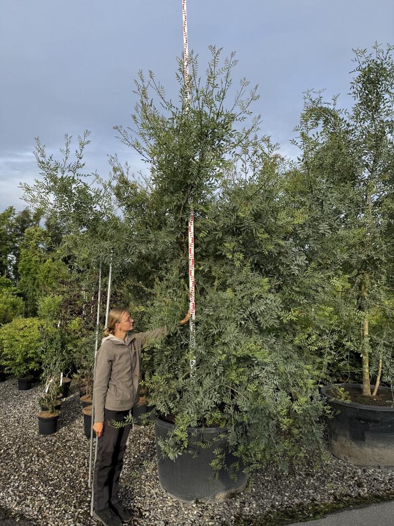 Fraxinus angustifolia