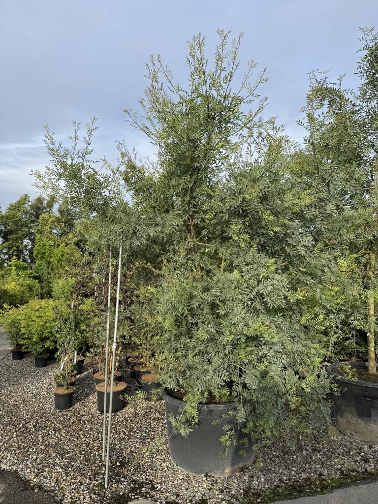 Fraxinus angustifolia