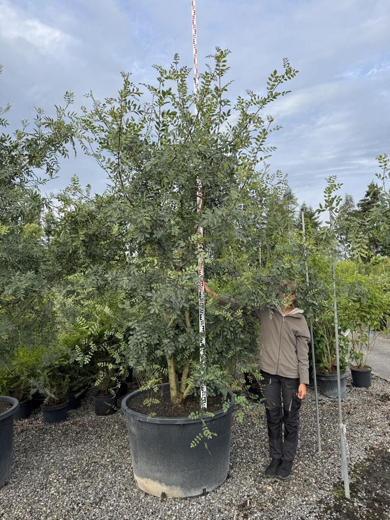 Fraxinus angustifolia
