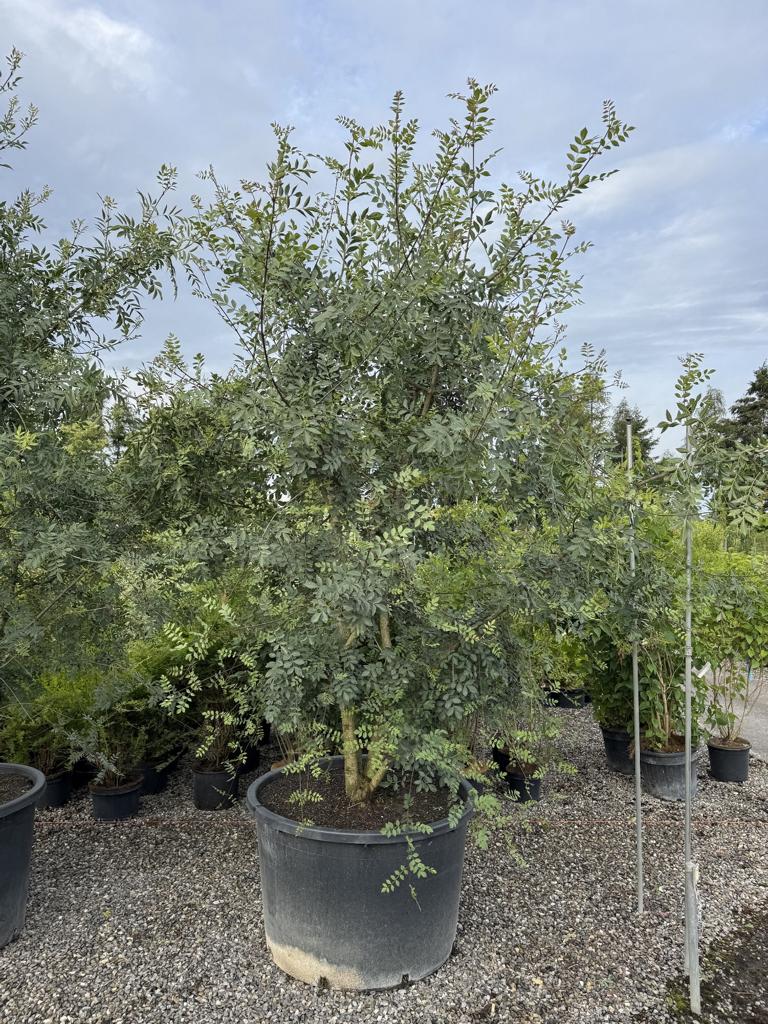 Fraxinus angustifolia