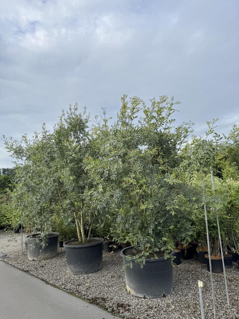 Fraxinus angustifolia