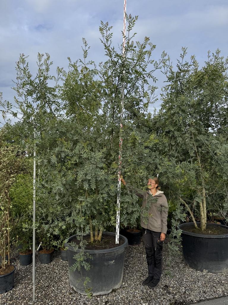Fraxinus angustifolia