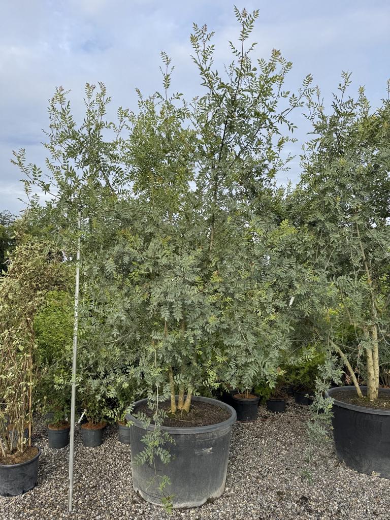 Fraxinus angustifolia