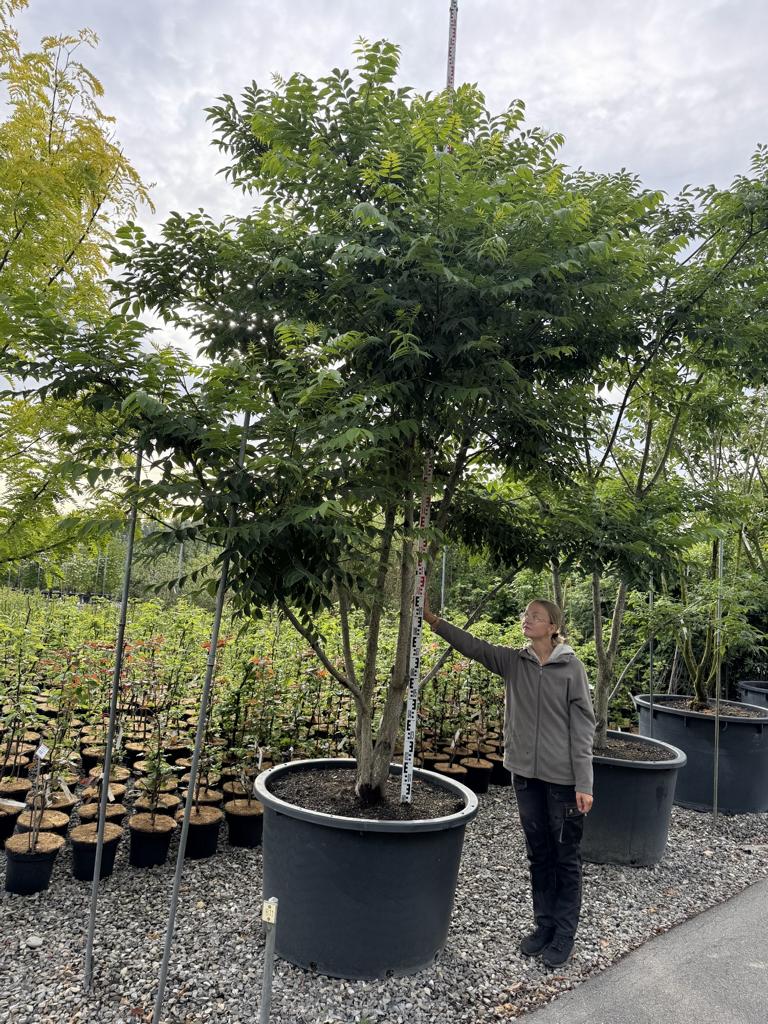 Phellodendron amurense