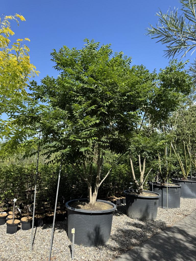 Phellodendron amurense