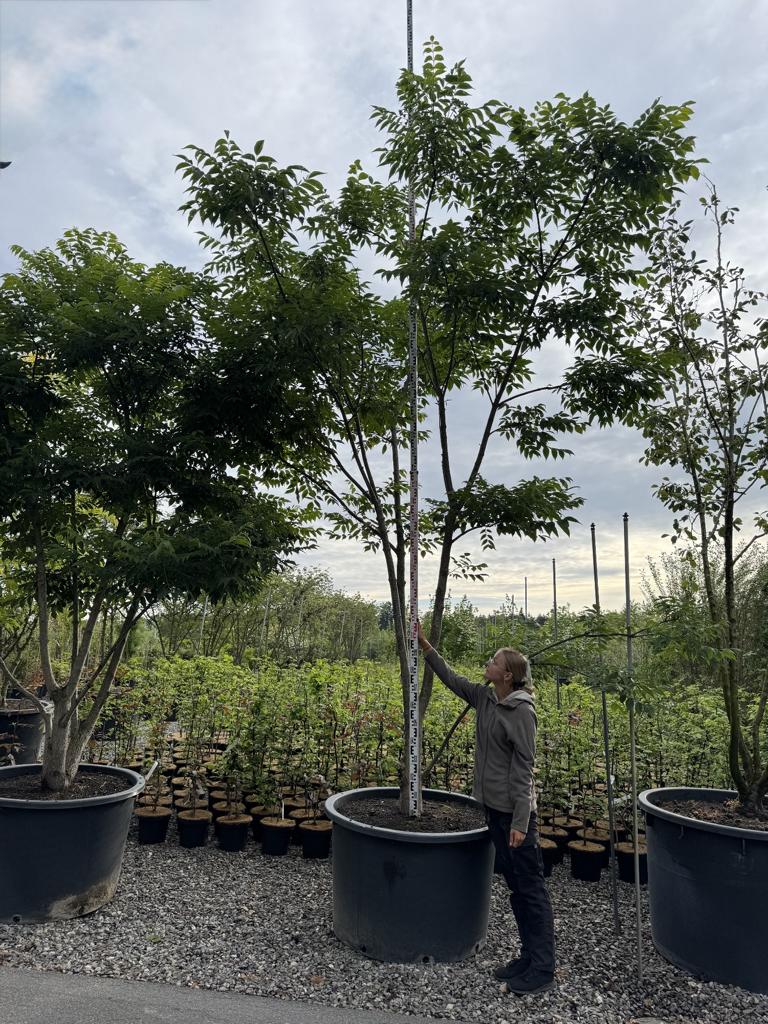 Phellodendron amurense