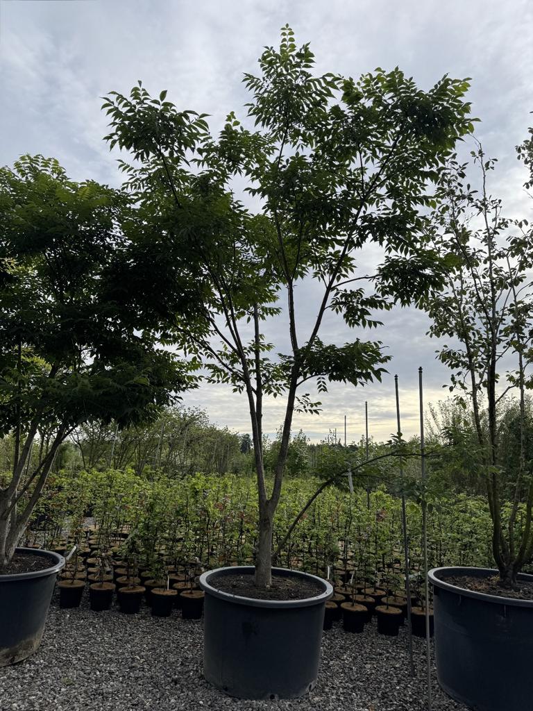 Phellodendron amurense