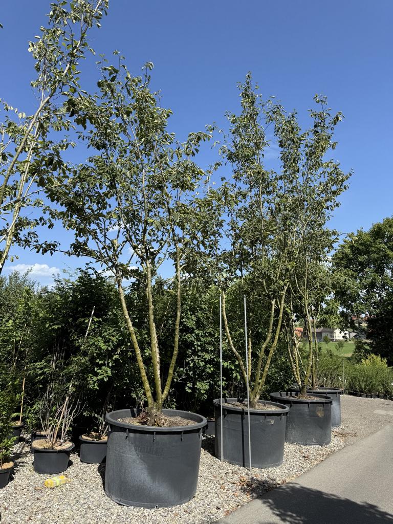 Hamamelis intermedia (x) 'Westerstede'