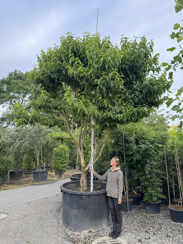 Heptacodium miconioides Schirmform