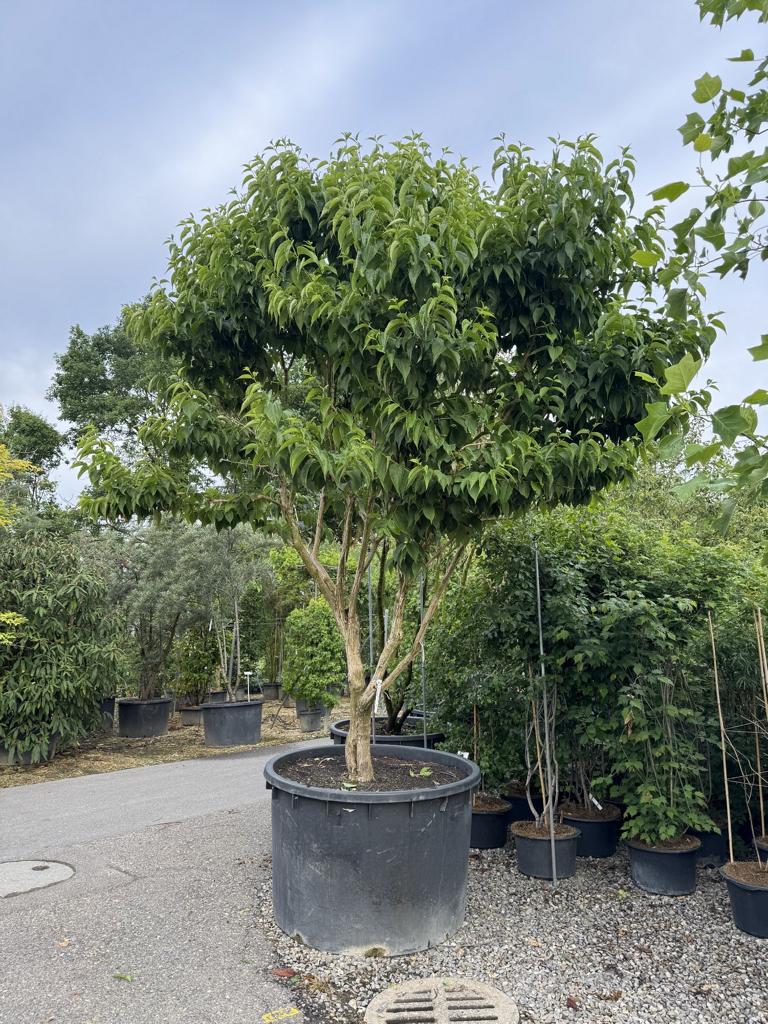 Heptacodium miconioides Schirmform